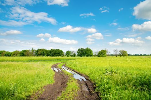 rural road with puddle in green field