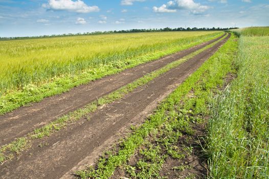 rural road in green field