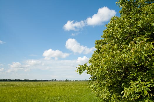 field of green wheat near wood