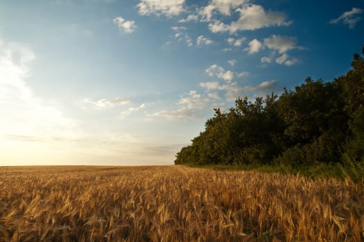 sunset on field at summer