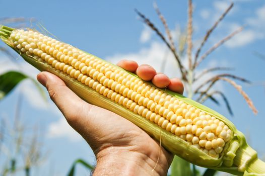 view of an ear of corn in hand