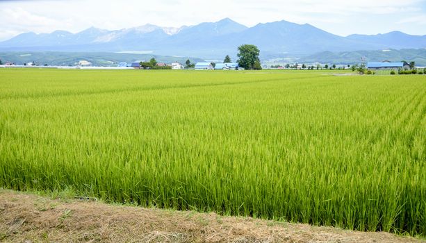 Green rice field in countryside