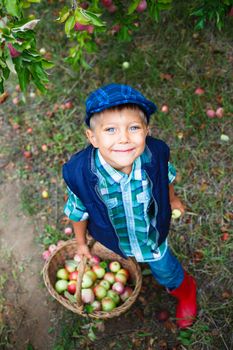 Harvesting apples. Cute little boy helping in the garden and picking apples in the basket.