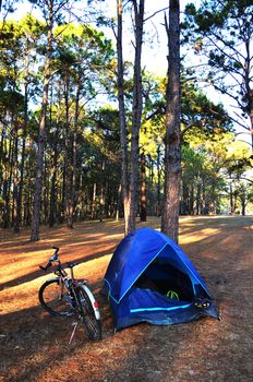 A Camping in Pine Forest with Bicycle