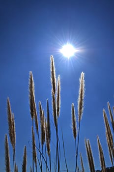 The Silhouette of Grass Pollen in Sunlight.