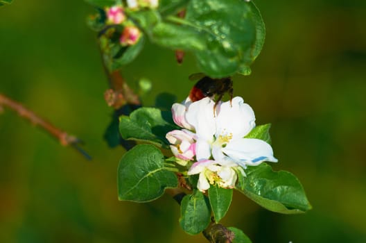 Blooming apple tree on a clear day in May