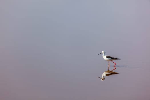 The Black-winged Stilt ( Common Stilt, or Pied Stilt (Himantopus himantopus)) in water with reflection