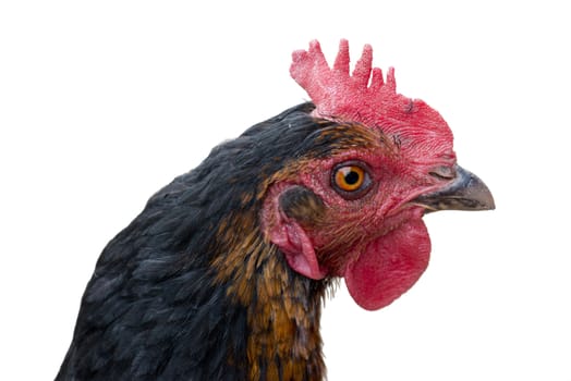 Farm Chicken head isolated on white background