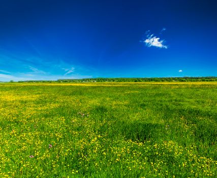 Spring summer background - blooming flowers field meadow with blue scy