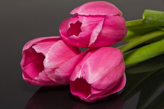 group of flower - pink tulips isolated on black background