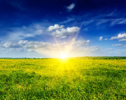 Spring summer background - blooming flowers field meadow with blue sky and bright sun