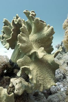 coral reef with great soft coral on the bottom of red sea
 in egypt






coral reef with great soft coral on the bottom of red sea