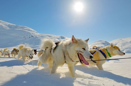 Dog sledging in spring time in greenland