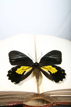 Butterfly sitting on empty blank book