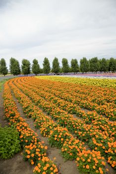 Row of orange flower in Farm1