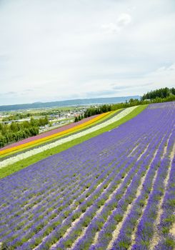 Colorful Lavender farm15