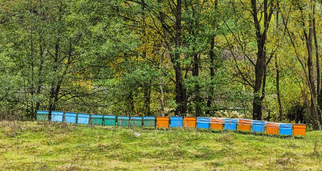 Row of beehives near a forest during the early autumn