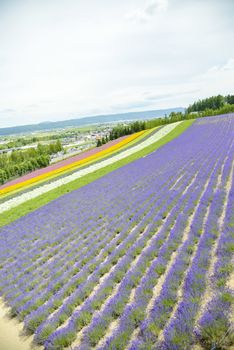 Colorful Lavender farm14