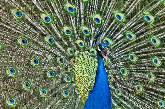 Close-up image of a beautiful peacock sceaming.