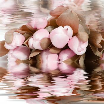 Pretty pink flowers reflected in rippling water for a beautiful delicate tranquil background image conceptual of a wellbeing, zen and a spa