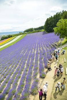 Colorful Lavender farm13