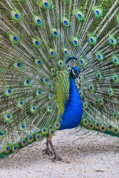 Image of a beautiful peacock sceaming outside in a yard.