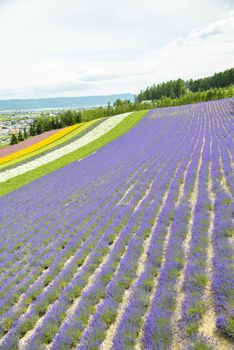 Colorful Lavender farm12