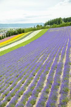 Colorful Lavender farm11
