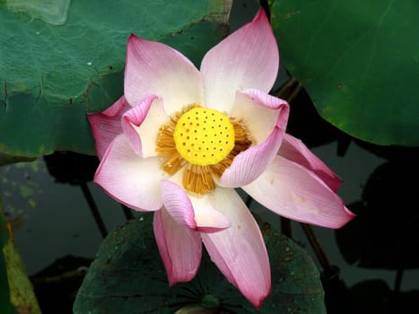 Opened lotus flower in Hué, Vietnam