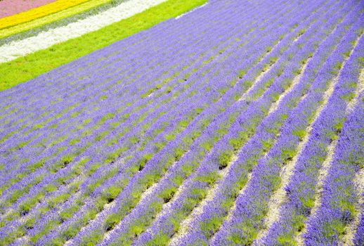 Colorful Lavender farm9