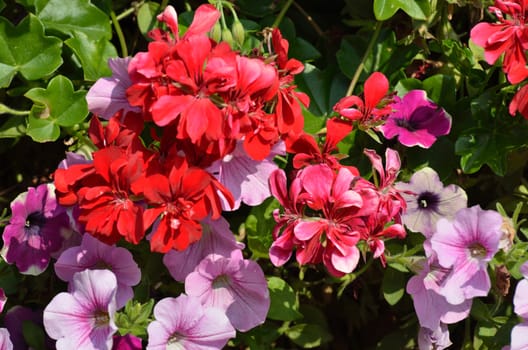 Red and purple flowers 