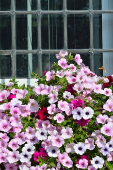 window and flowers