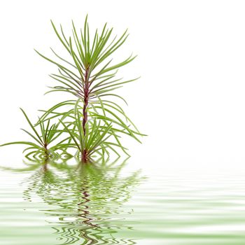 Delicate needles on a pine branch reflected in rippling shimmering water for a fresh natural tranquil background with copyspace