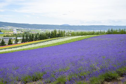 Colorful Lavender farm4