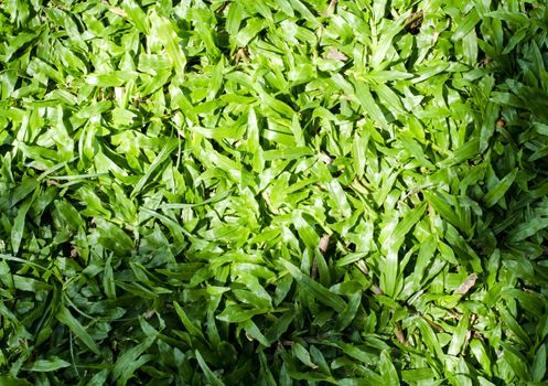  shadow on green grass background