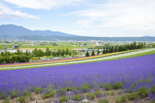 Colorful Lavender farm3