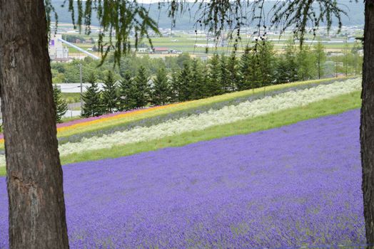 Colorful Lavender farm2