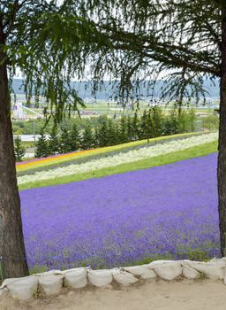 Colorful Lavender farm1