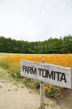 Flower in Tomita Farm Japan