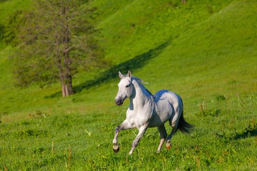 Gray Arab horse gallops on a green meadow