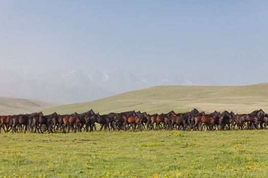 Herd of horses on a summer pasture. Elbrus, Caucasus, Karachay-Cherkessia