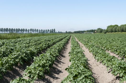 patato fields in holland with blue summer sky