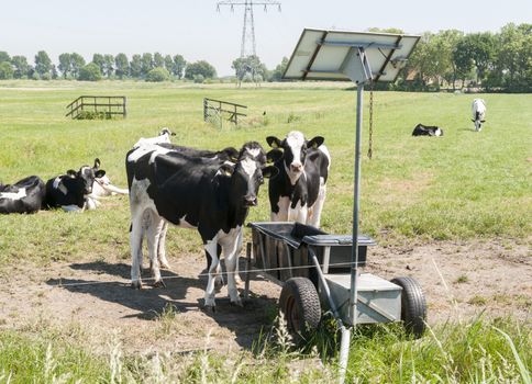 cows drinking with sun energy pannels for heating