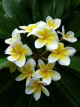 Beautiful Frangipani flower in Vietnam
