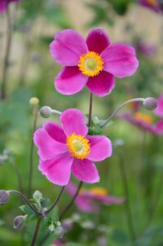 Pink japanese anemone flowers in bloom