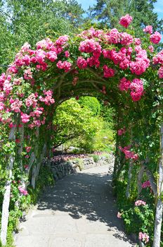 Beautiful pink rose covered archway over garden path