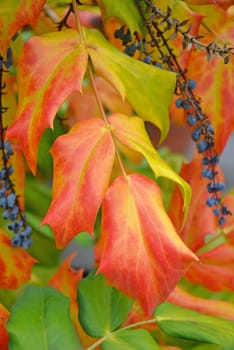 Beautiful autumn colored leaves and blueberries