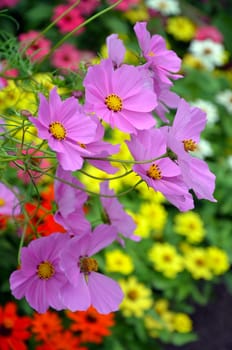 Beautiful purple cosmos flowers blooming in colorful summer garden