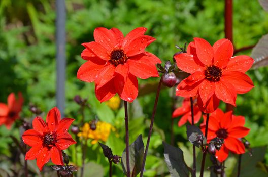 Beautiful red dahlia flowers covered with water drops