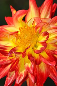 Close up of orange and yellow dahlia flower